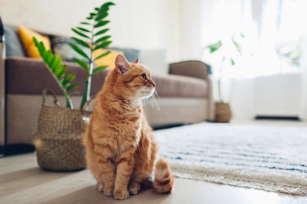 offre pattounes chats
