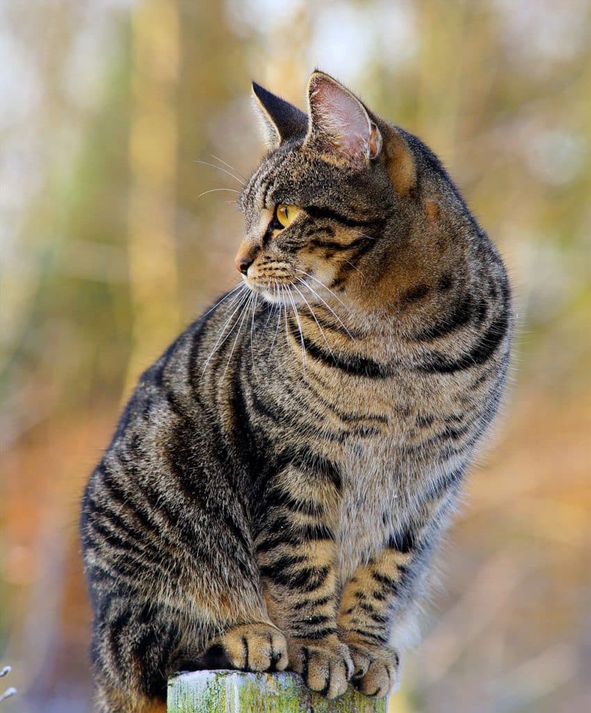 visite a domicile chat petsitter 1 - Pays fouesnantais Fouesnant