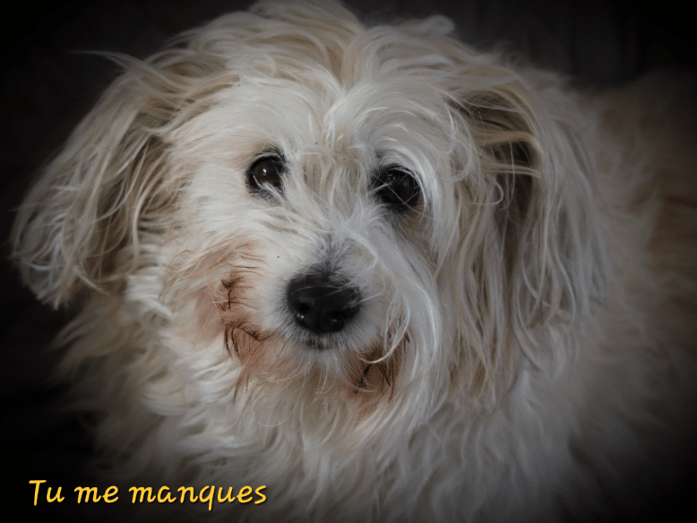 2016 12 25 15.09.43 - Pays fouesnantais Fouesnant 2016 12 25 15.09.43 - Pays fouesnantais Fouesnant